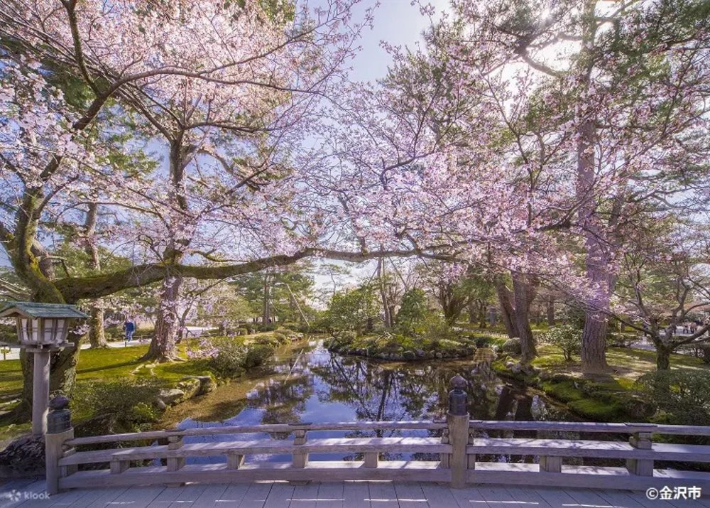 Kakunodate in bloom – where weeping cherry blossoms paint the town with elegance, and every petal whispers tales of samurai heritage.