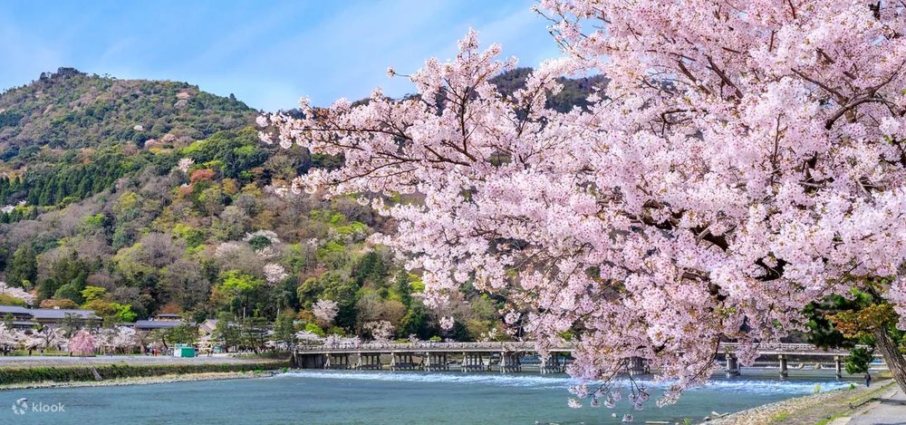 Enjoy your hanami under the cherry blossoms of Yodogawa Kasen Park