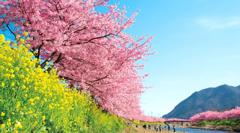 Don't miss out on Kawazu's annual cherry blossom festival!