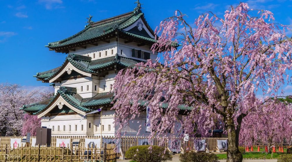Sneek a peak at Hirosaki Park's weeping cherry and double-flowered cherry blossoms