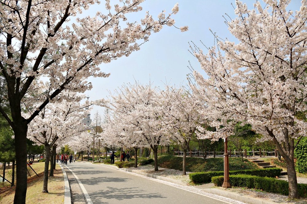 首爾 櫻花 時間, 首爾4月櫻花, 波拉美公園, 韓國櫻花景點, 首爾櫻花景點