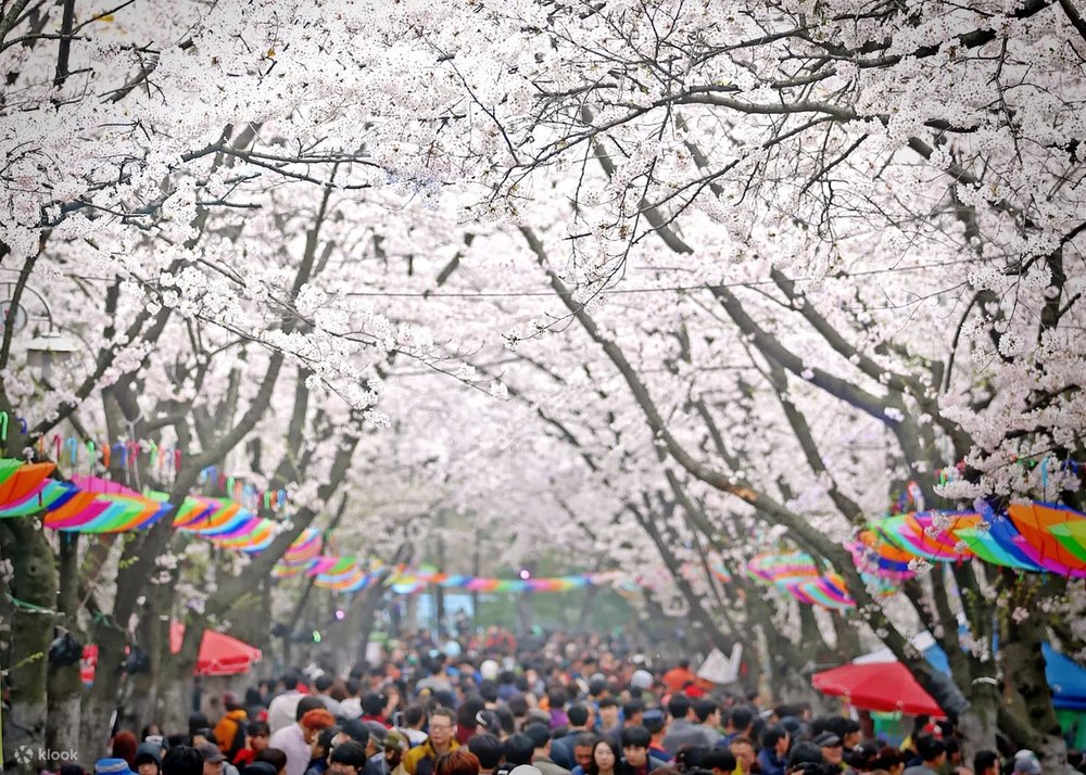 首爾 櫻花 時間, 首爾4月櫻花, 富川杜鵑花＆櫻花節＆光明洞窟之旅 韓國櫻花景點 首爾櫻花景點
