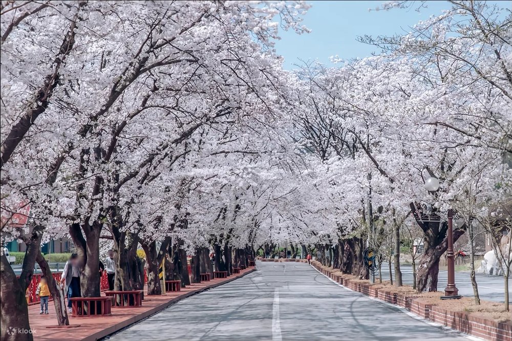 首爾 櫻花 時間, 首爾4月櫻花, 首爾櫻花花期, 伊甸櫻花＆南怡島＆草泥馬樂園＆鐵道自行車之旅 首爾櫻花景點