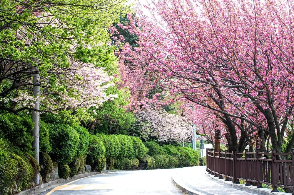 釜山民主公園 韓國櫻花景點 釜山櫻花景點