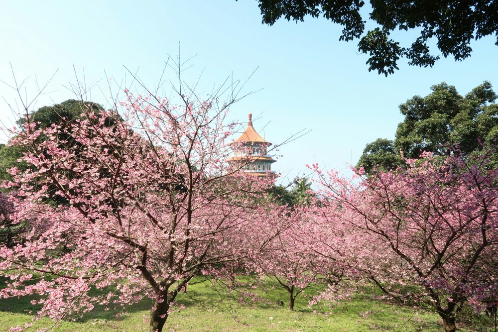 Spring in taiwan