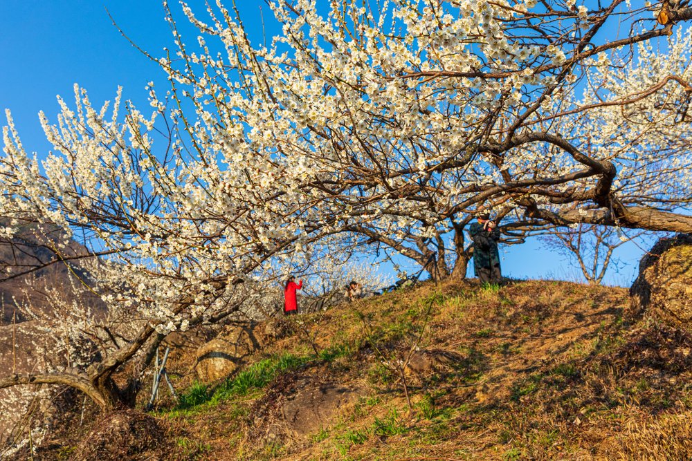 cold in korea spring