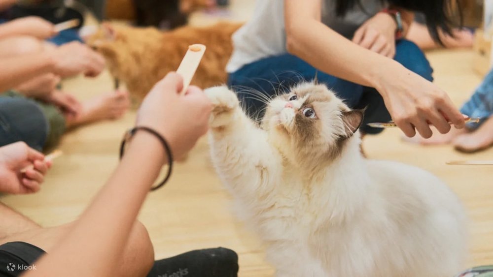 art jamming with cats