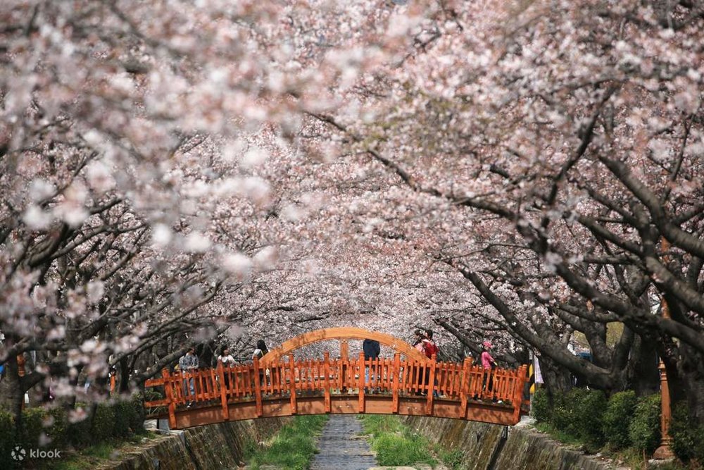 Jinhae Gunhangjae Cherry Blossom
