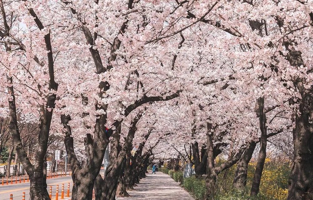 Yeouido Park - Cherry Blossom