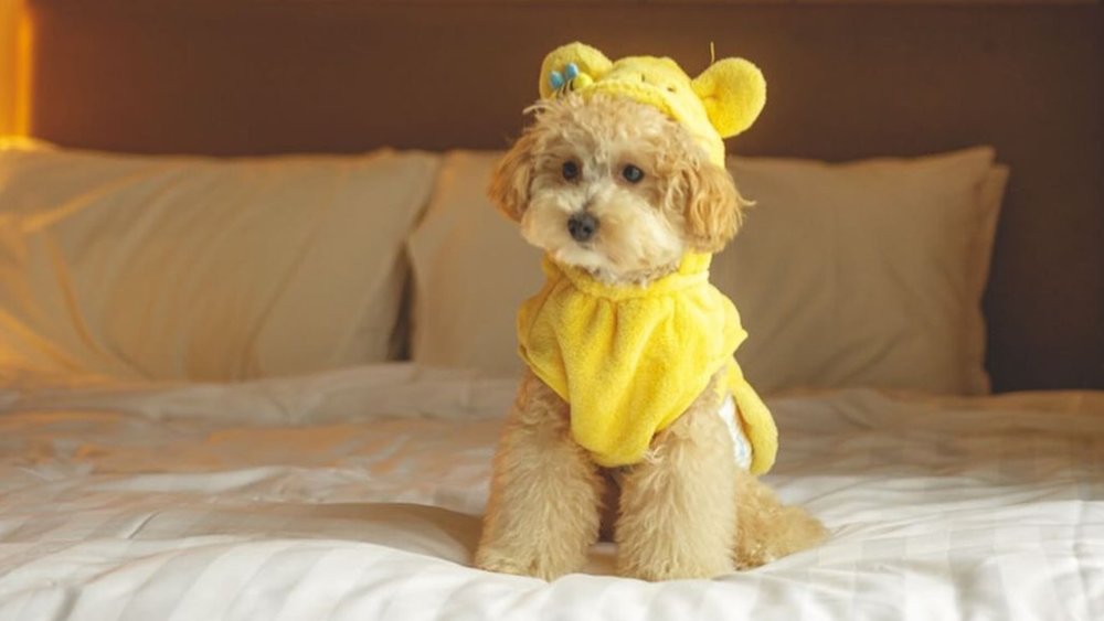 Spacious rooms perfect for friends, family, and pups! Credits to @waffle.the.poodle on Instagram