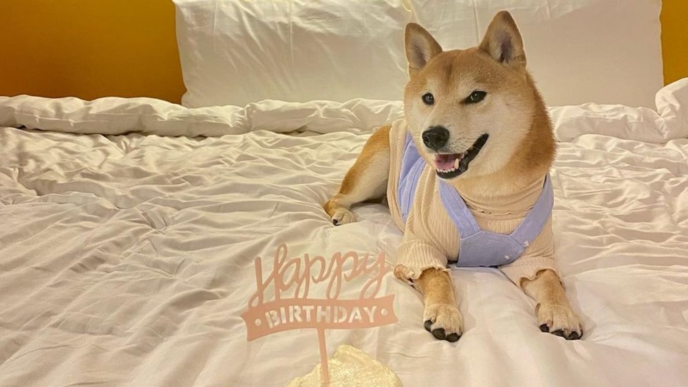 Give your pup the love and staycation they deserve! Credits to @choichai_jima_hangyan_diary on Instagram