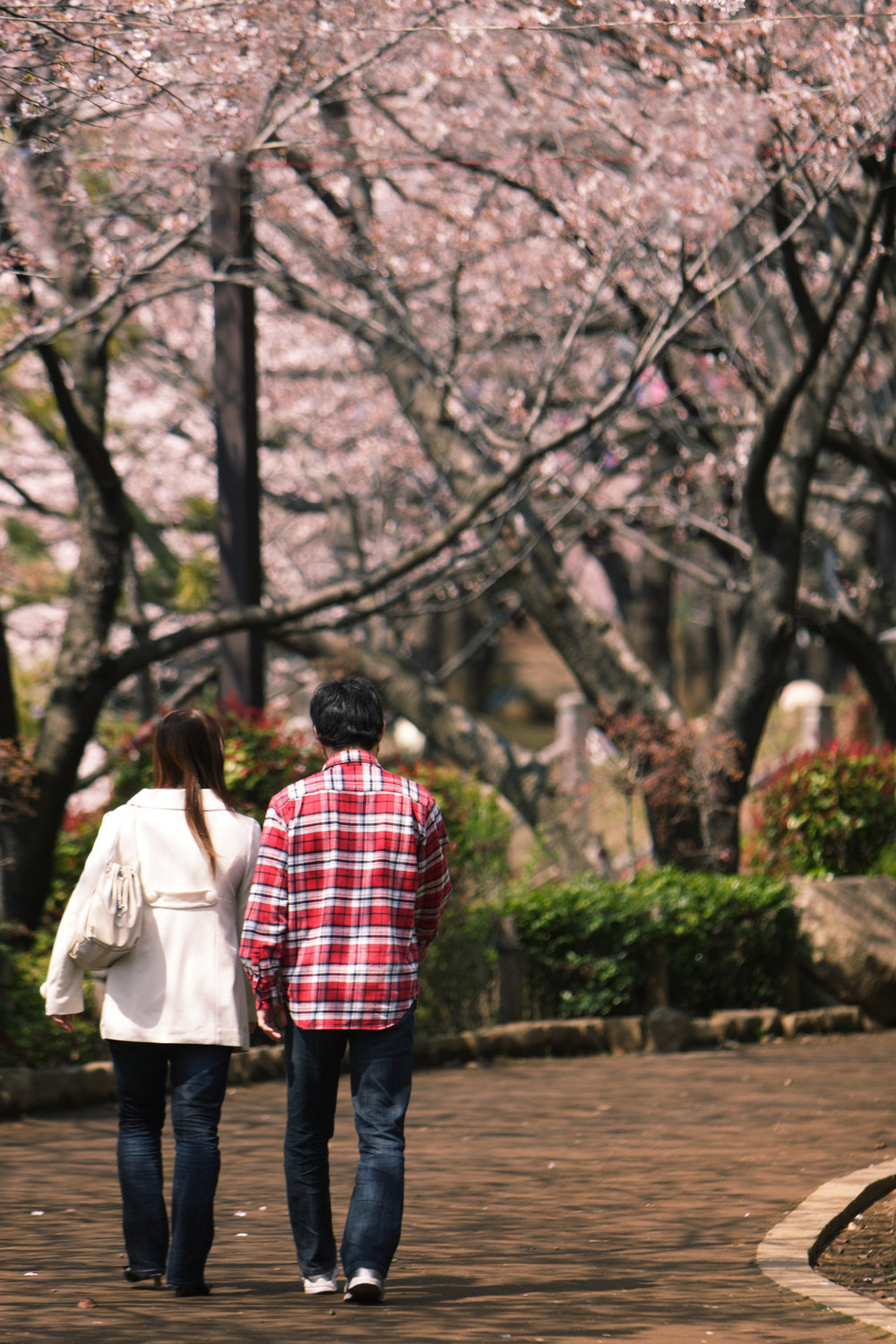 Man and woman walking under cherry blossom trees