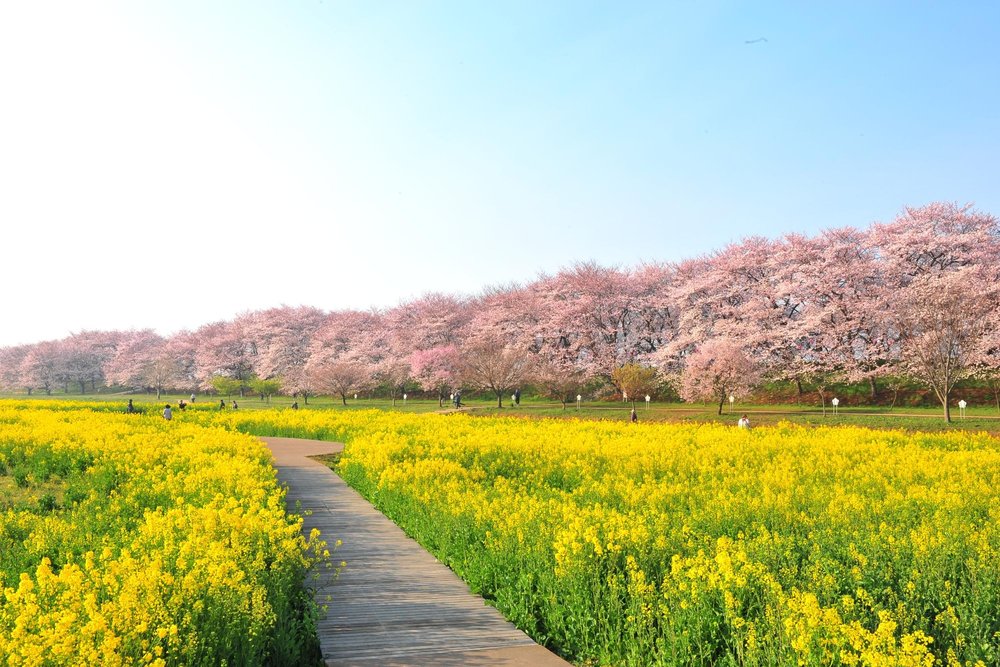 Pink trees and a yellow flower field