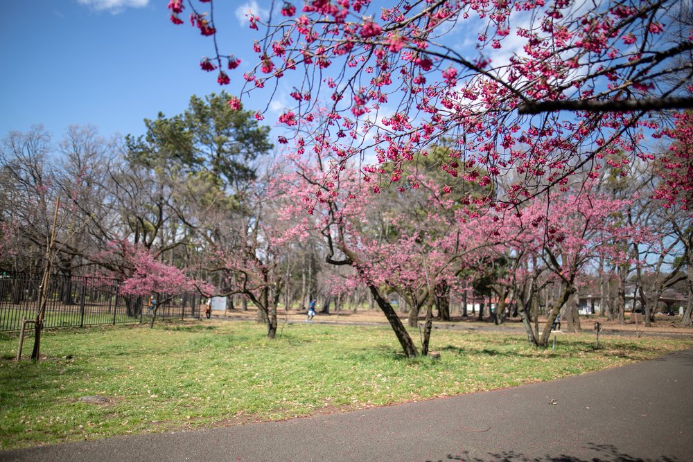 Cherry blossom trees