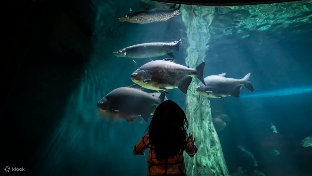 Visit Aquaria KLCC