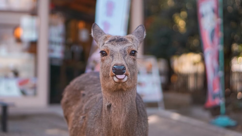 Kyoto and Nara Day Tour from Osaka/Kyoto