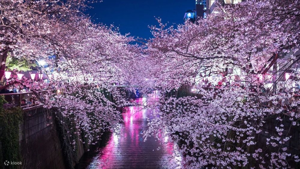 a river lined with cherry blossom trees in full bloom