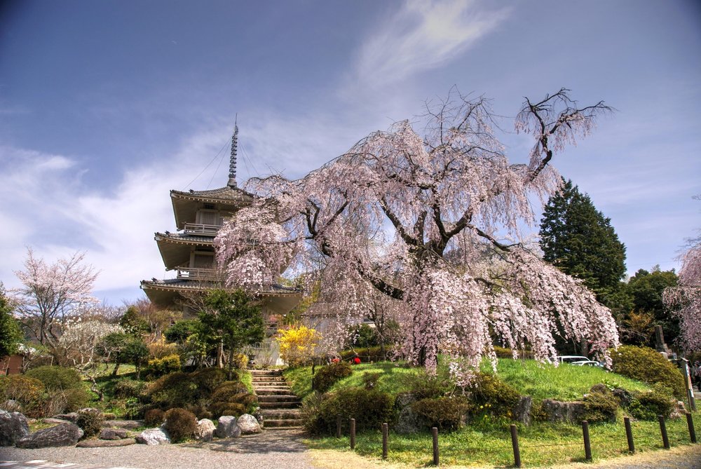 a large cherry blossom tree in front of a shrine