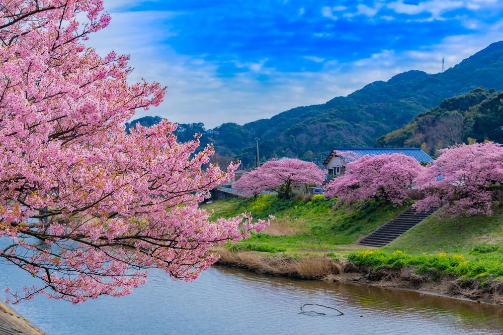 Cherry blossom trees by the river