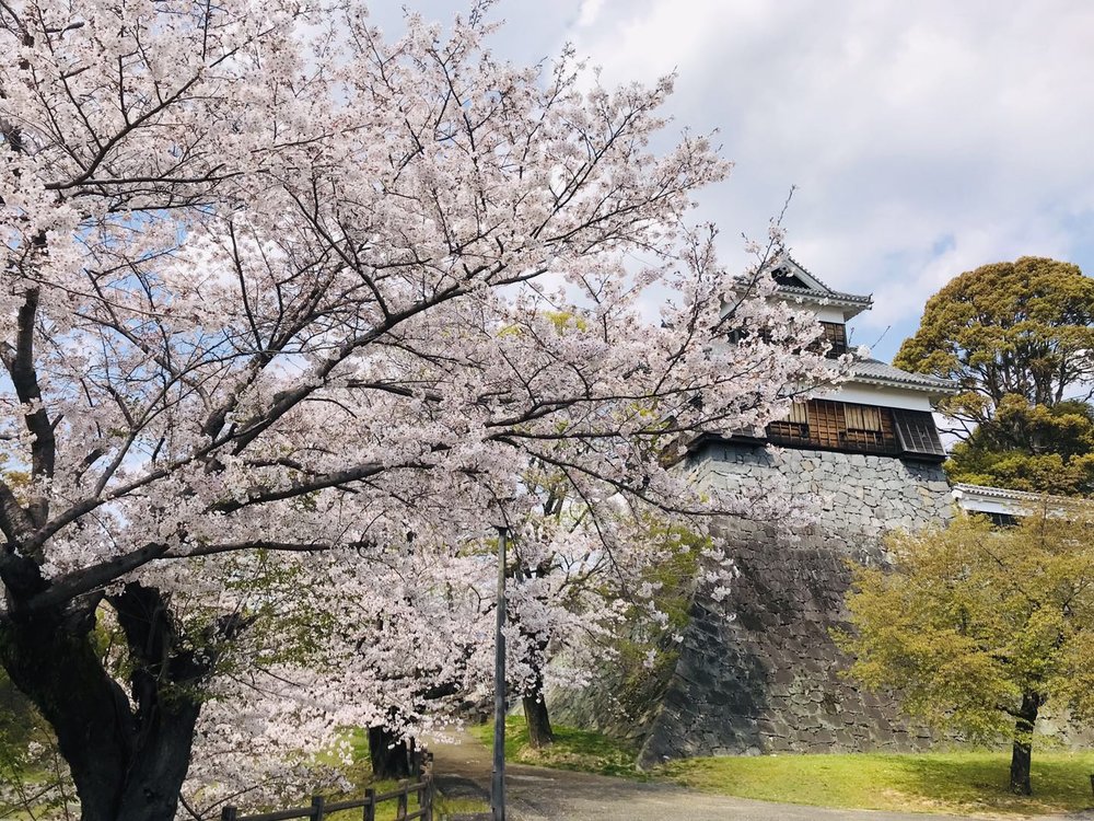 cherry blossom tree in front of kumamoto castle