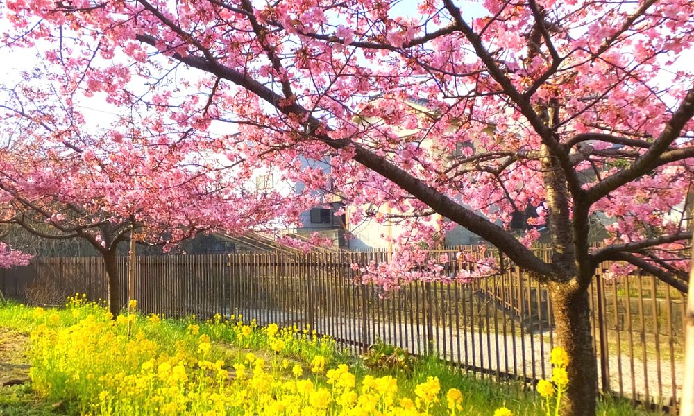 Cherry blossoms and yellow flowers