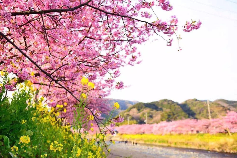 Cherry blossoms by the river