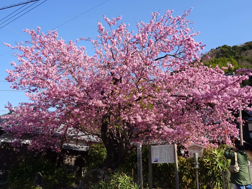 Kawazu Sakura Original Tree