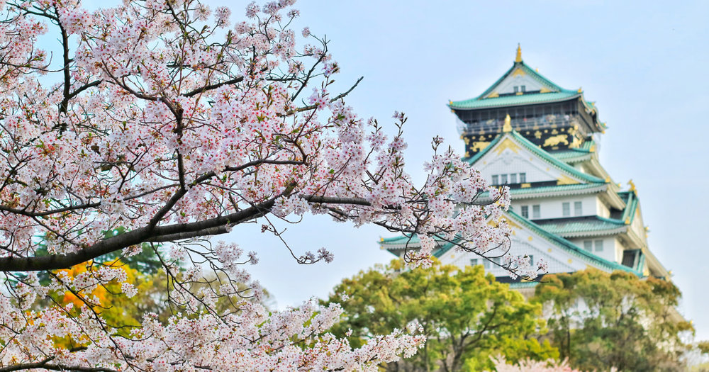 Osaka Cherry Blossom Blog Cover
