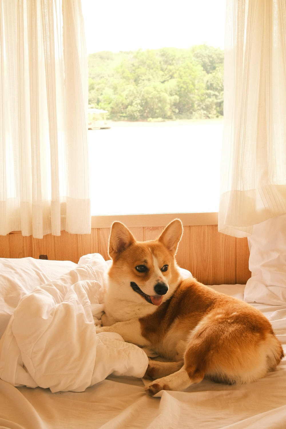 corgi in aquascape cottage