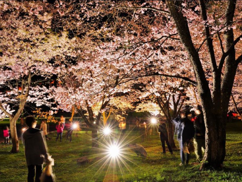 北海道櫻花2024 北海道櫻花 日本櫻花2024 日本櫻花