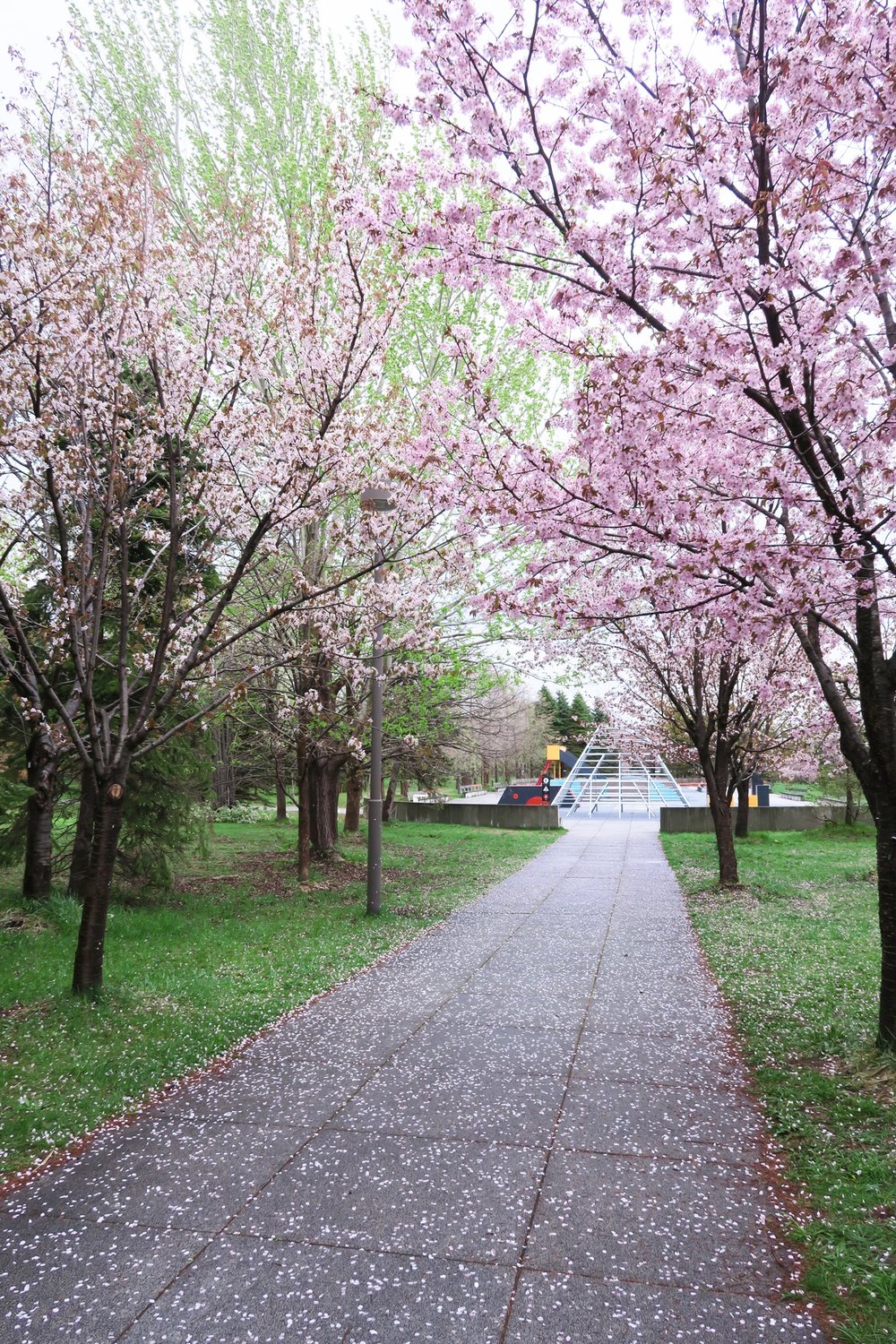 北海道櫻花2024 北海道櫻花 日本櫻花2024 日本櫻花