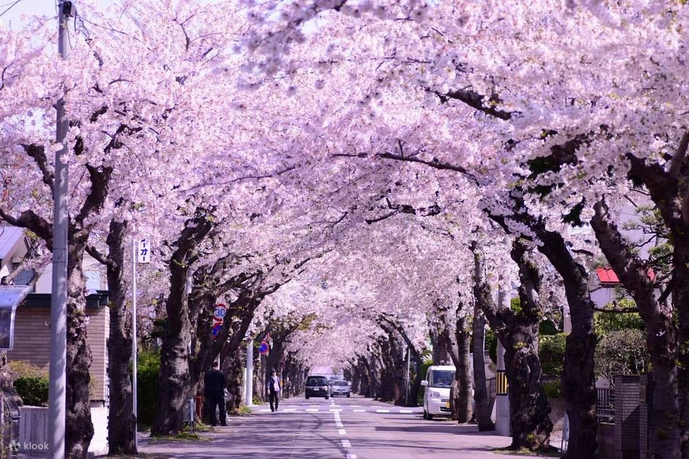 北海道櫻花2024 北海道櫻花 日本櫻花2024 日本櫻花