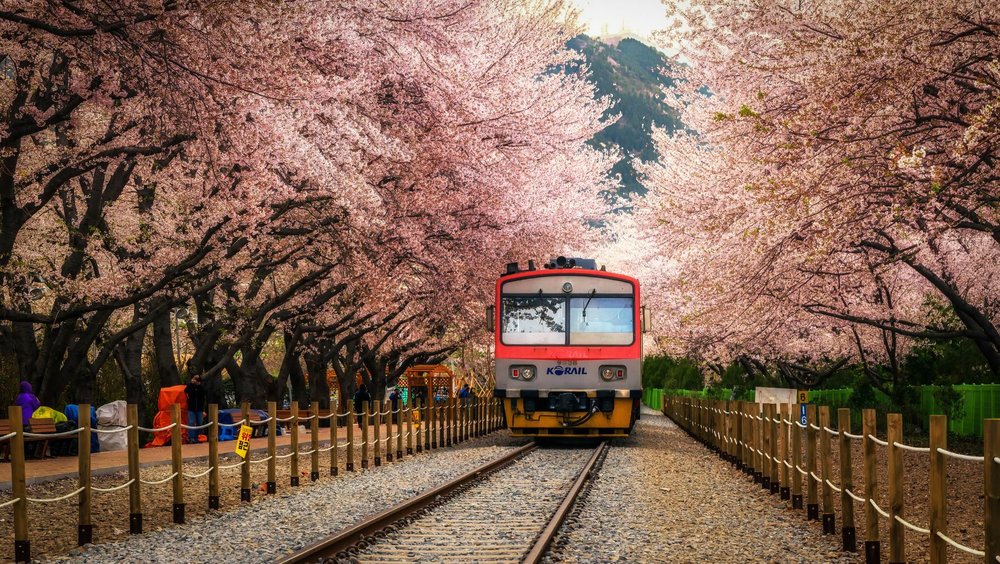 Jinhae Cherry Blossom Festival 2024 Best Spots, How to Get There, What