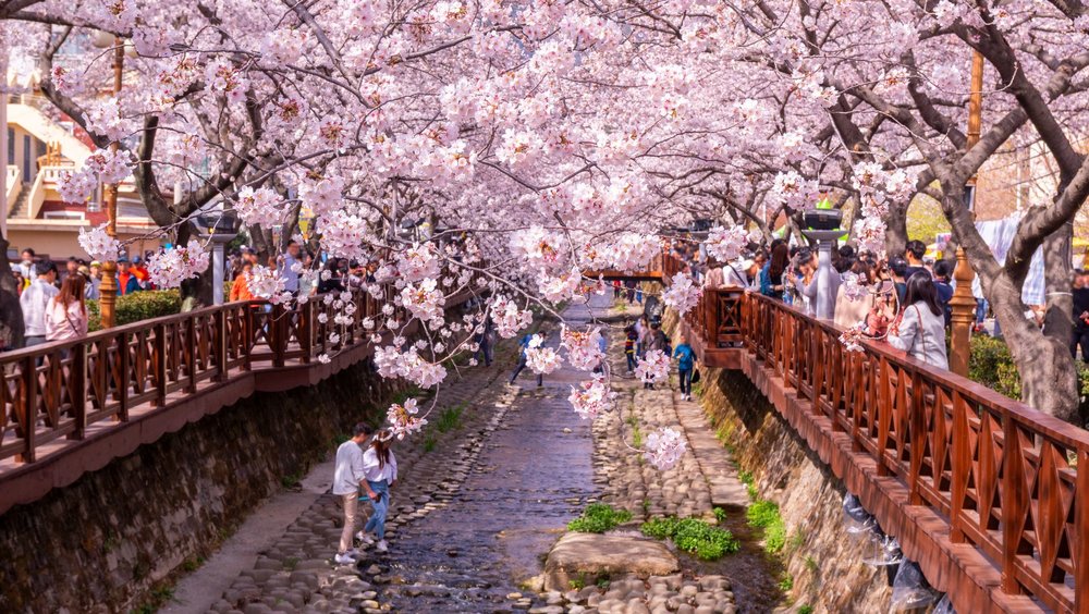 Jinhae Cherry Blossom Festival 2024 Best Spots, How to Get There, What