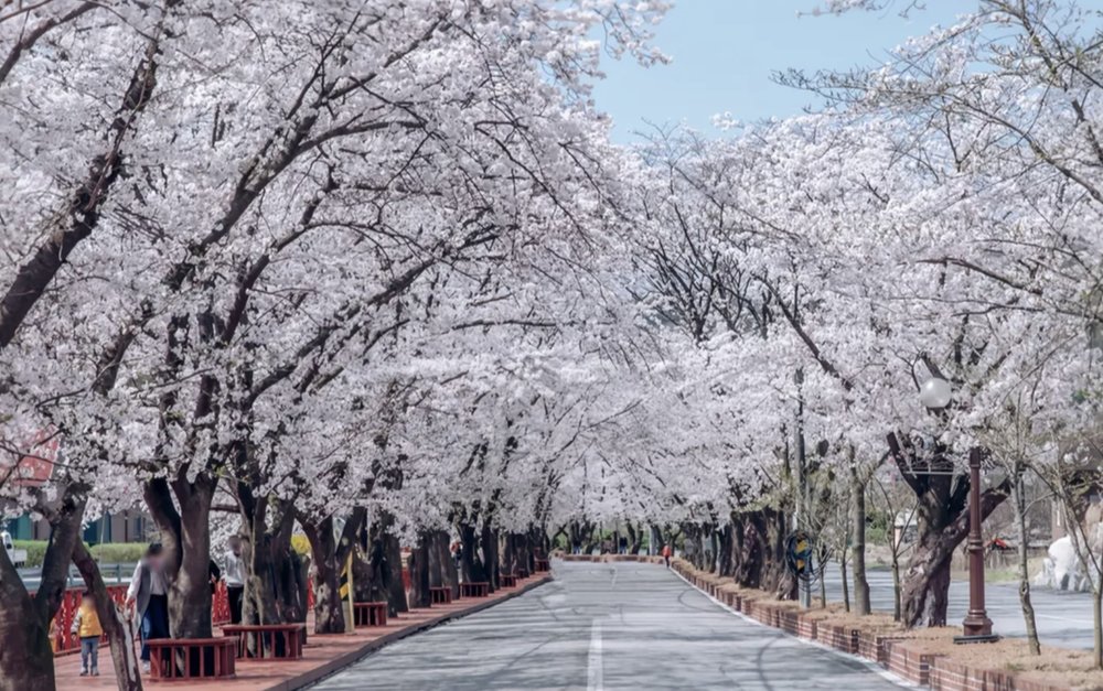 Jinhae Cherry Blossom Festival 2025 Best Spots, How to Get There, What