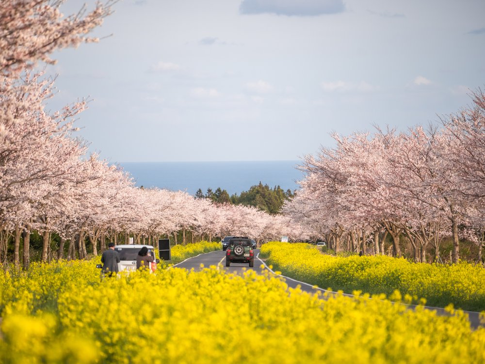 [TNA]濟州島櫻花2