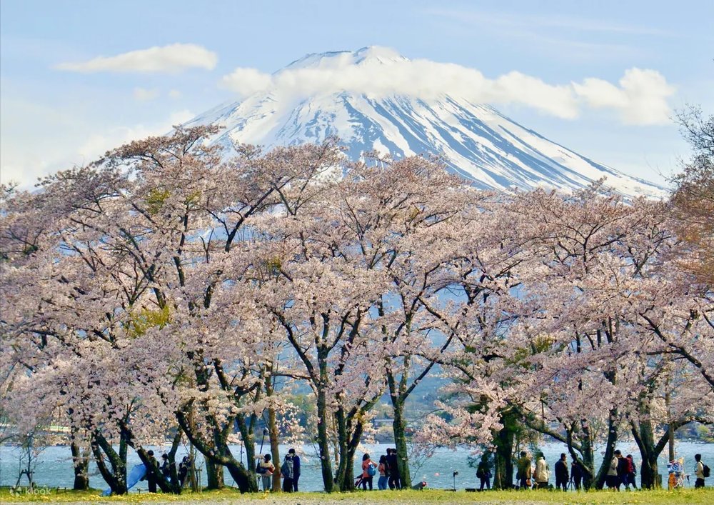 Mt. Fuji. cherry blossoms with friends