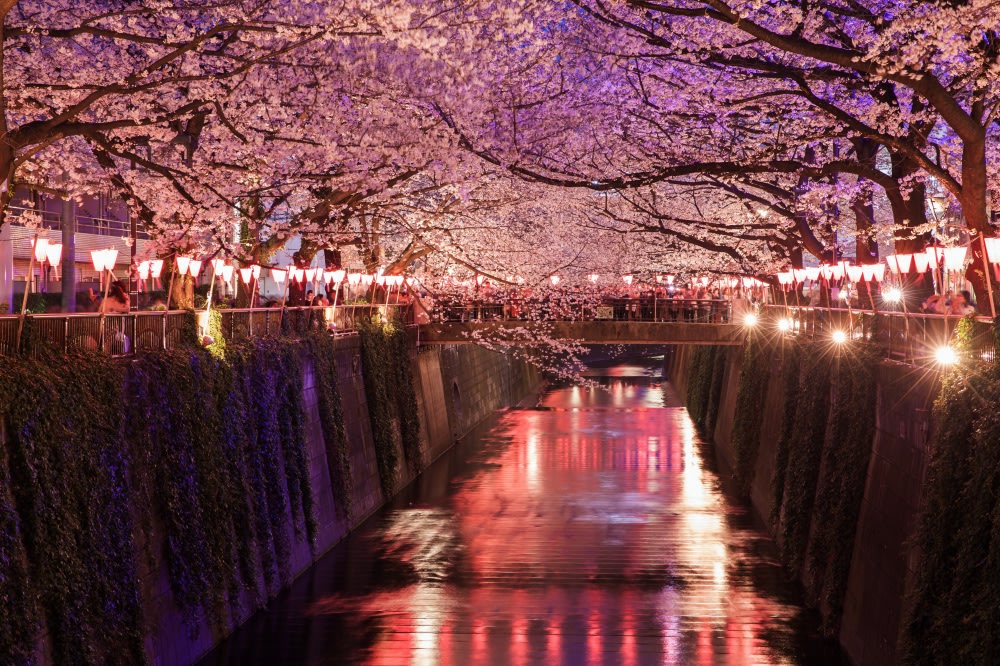 meguro river at night lit up with lanterns and cherry blossom in full bloom