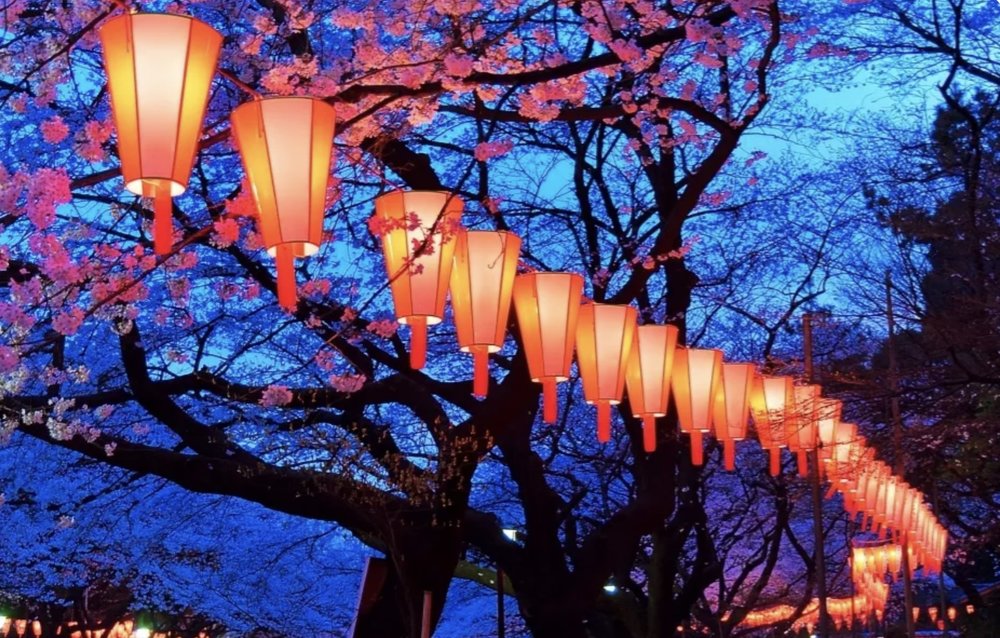 Nakameguro Cherry Blossom Festival 2024 Guide Klook Travel Blog