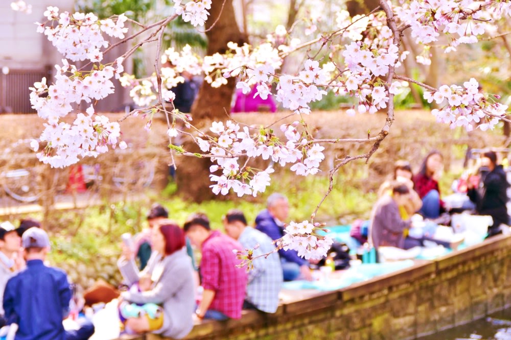 a group of people enjoying hanami
