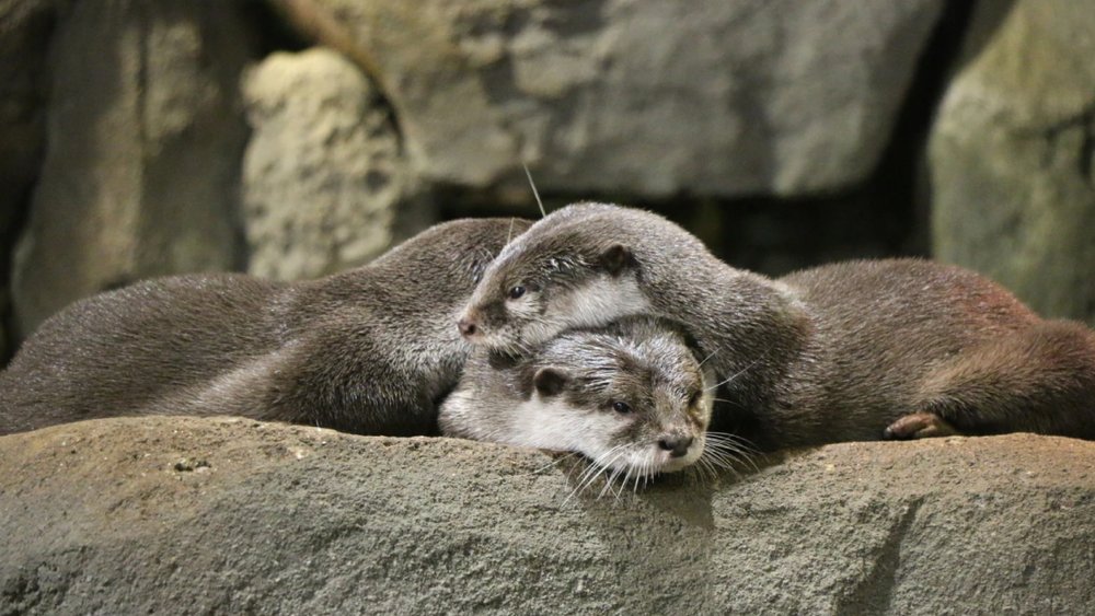 thuy-cung-aquaria-klcc