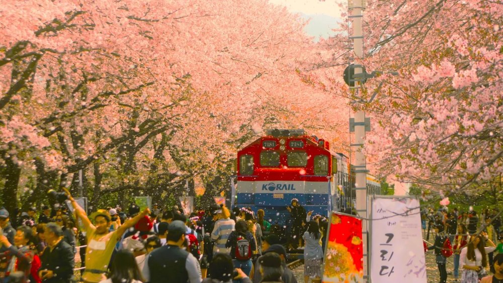 Nothing beats spring vibes in South Korea! 🌸