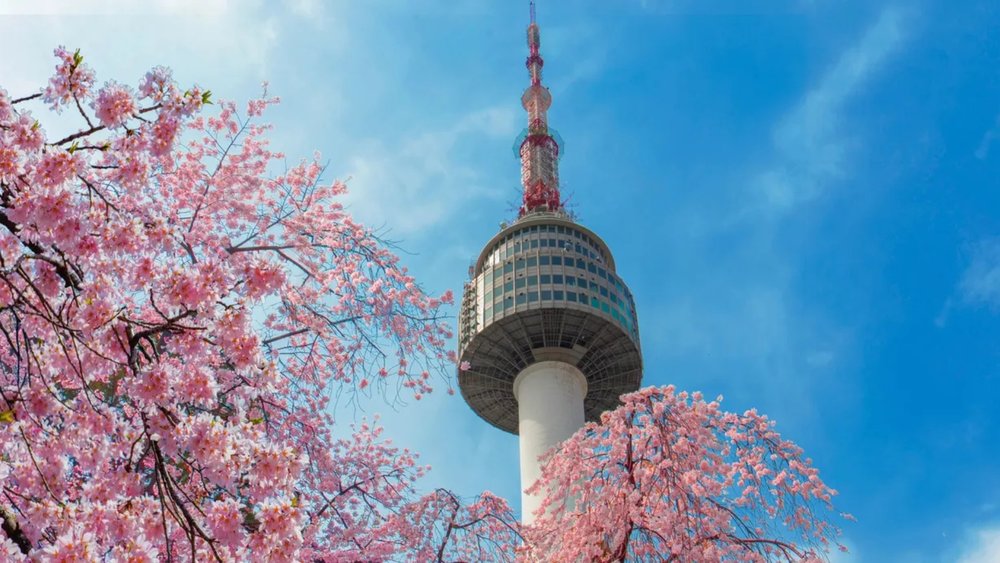 Enjoy sky-high spring views from N Seoul Tower’s POV!