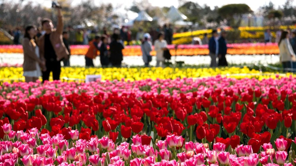 Get lost in a sea of colourful tulips!