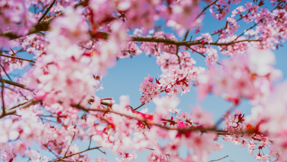 The mecca of spring festivals in South Korea!