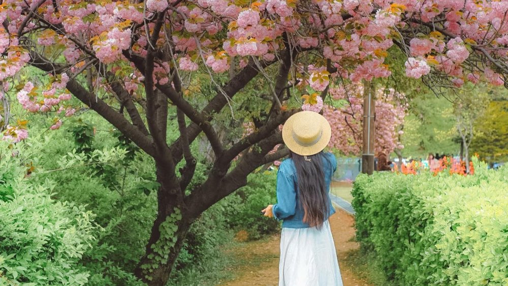 Take IG-worthy shots with king cherry blossoms at Boramae Park!