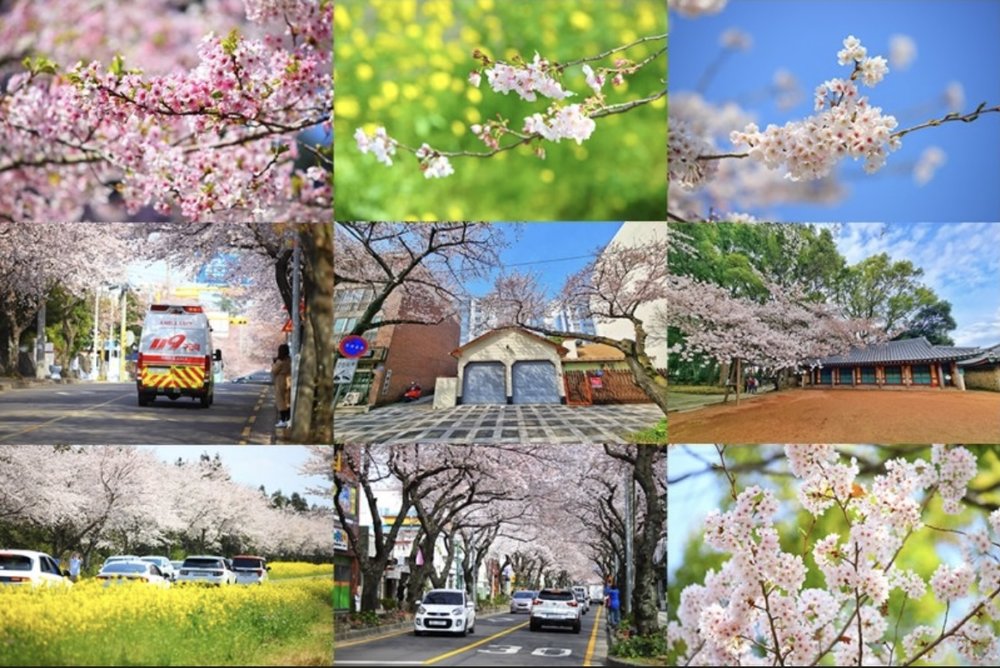 a collage of photos in jeju showing cherry blossoms in full bloom