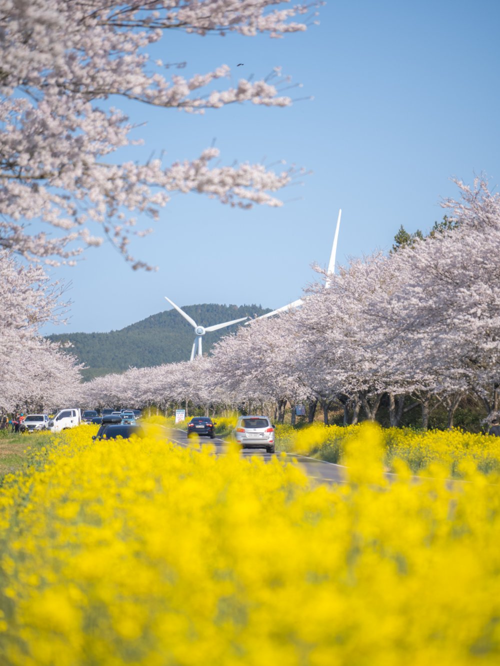 view of canola flowers and cherry blossoms in full bloom