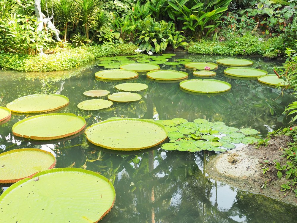 Singapore Botanic Gardens