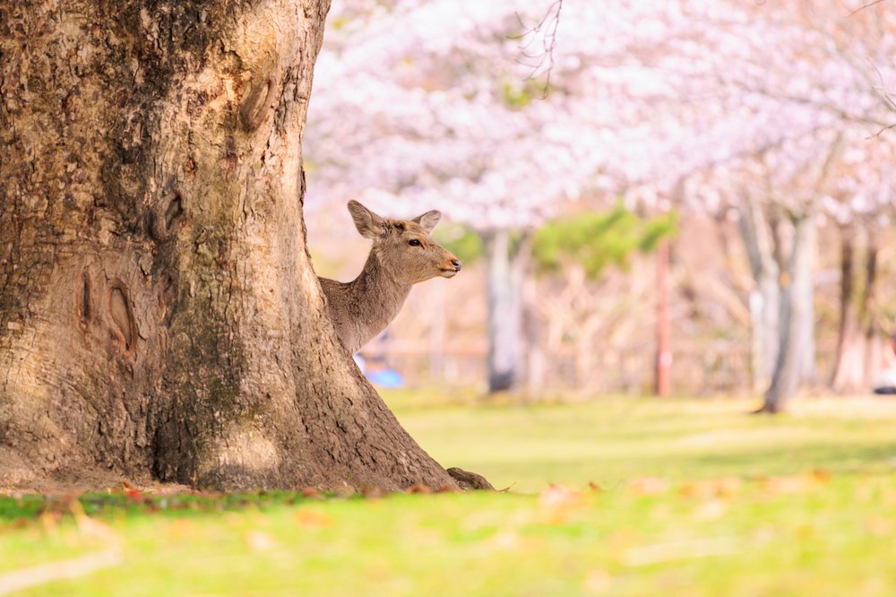 Deer at a park